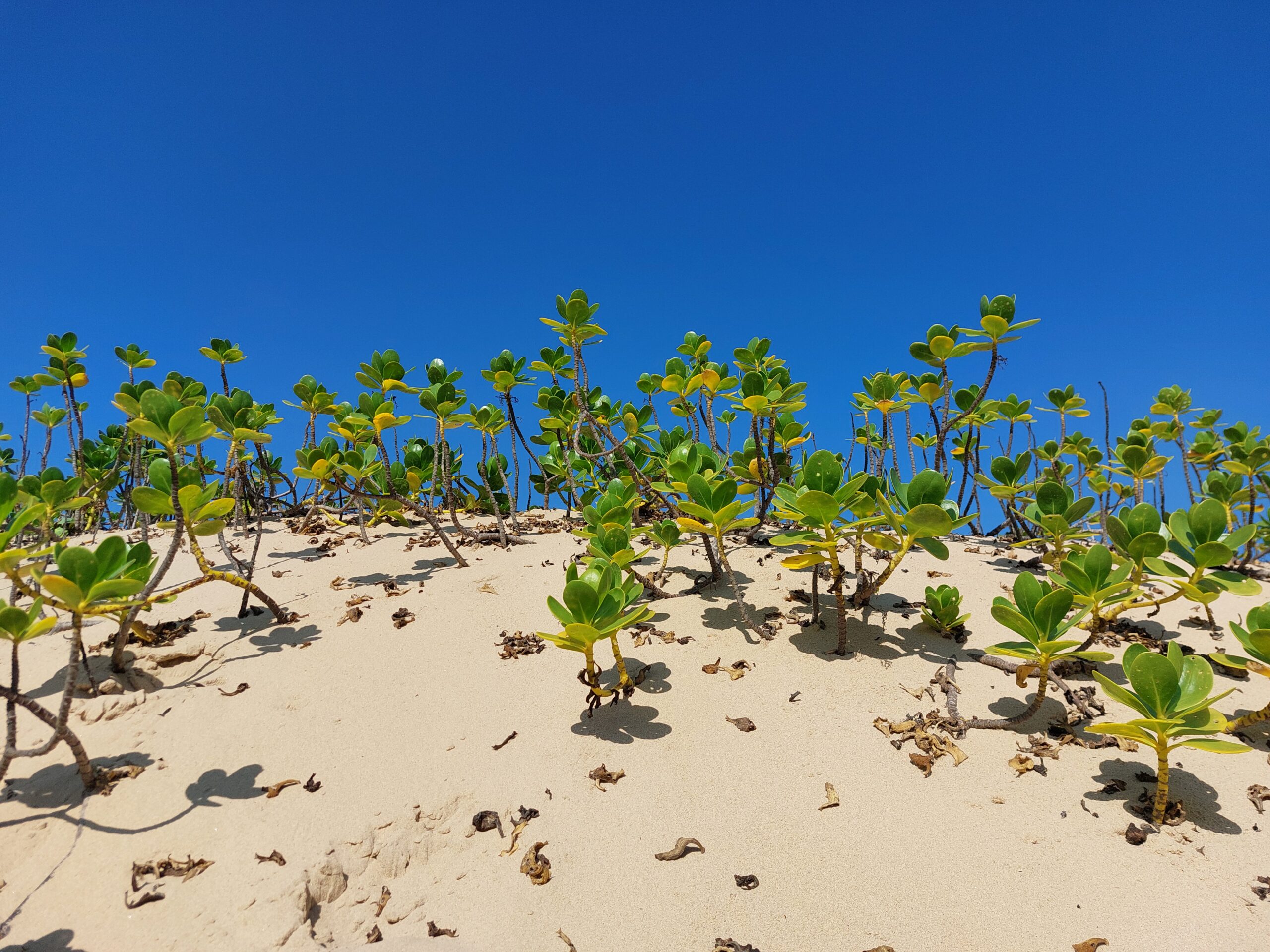 Verkenning Mozambique 2025