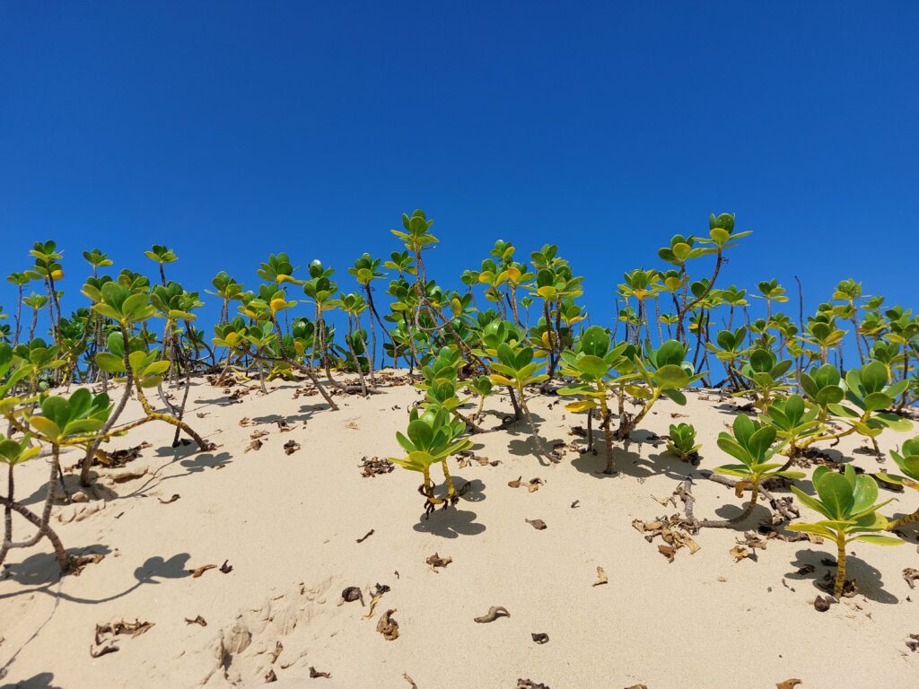 Mozambique, KIN